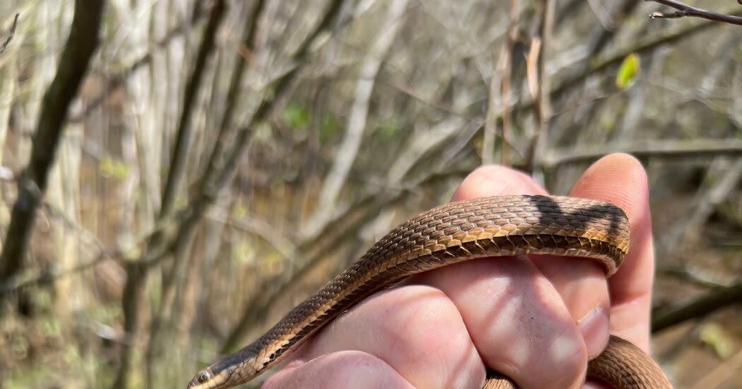 Queen Snakes Are Back, and They’re in New Jersey