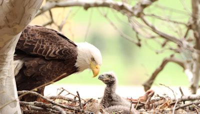 Newborn Bald Eagle Found Alone in Field Recovering at Alaskan Wildlife Rescue Center