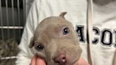 Pit bull puppy discovered in larceny suspect's pocket during pat down by Roseville police
