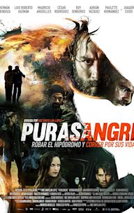 Purasangre