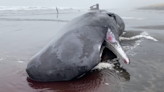 40-foot endangered sperm whale washes ashore in Oregon