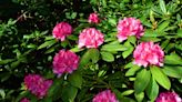 How to Grow and Care for Rhododendron English Roseum