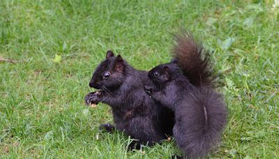 Black Squirrel Mama 'Folds Up' Baby To Take Him With Her and It's Too Adorable