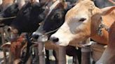 7-yr jail, hefty fine in Chhattisgarh circular to curb cow smuggling