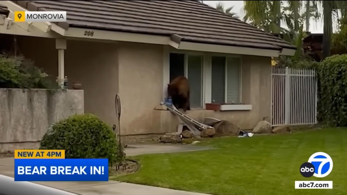 Watch: Bear steals package of Oreos from California home