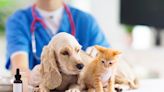 Veterinarian Lists 5 Subtle Signs of Illness in Pets to Watch Out For