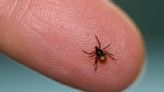 Most tick bites go unnoticed. Here's how to identify and treat them