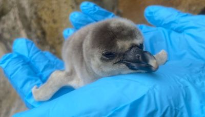 Adorable new baby penguins in Scotland revealed by safari park on weigh day