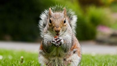 Train cancelled after squirrels board and ‘refuse to leave’