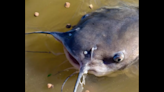 Monstrous ‘zombie catfish’ are appearing in US waterways. What’s causing it?