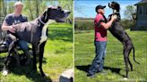 Meet Kevin: The Guinness World Records tallest dog that lives in Iowa