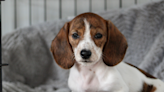 Mini Dachshund Puppy Does Cutest Little Run in Anticipation of Getting in His Crate