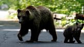 Romanian lawmakers more than double allowed bear kills to prevent attacks