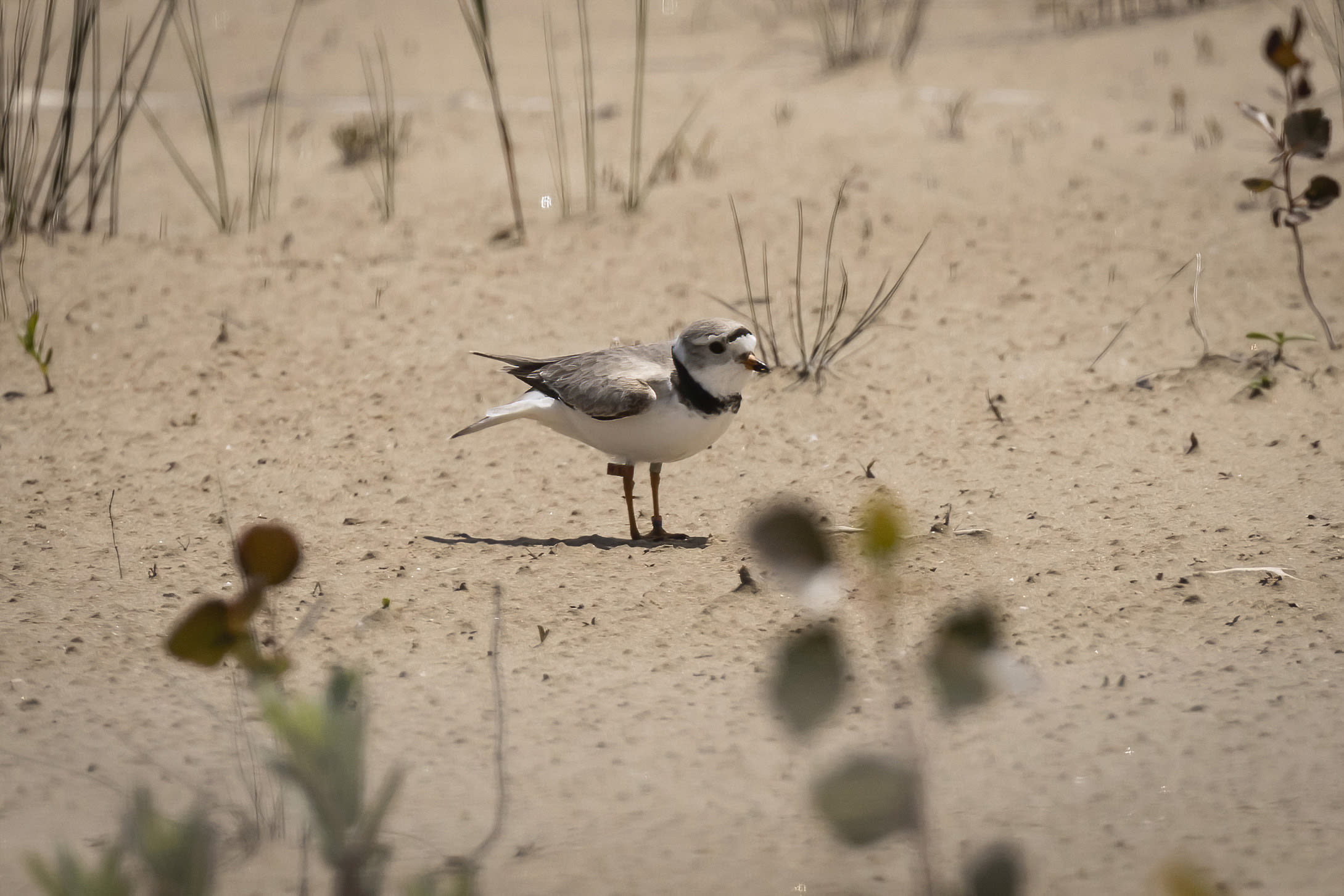 Could pair of plovers become lovebirds at Montrose Beach?