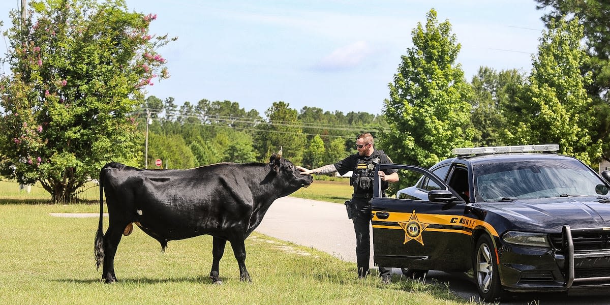 An unusual day at work: Deputies wrangle loose bull