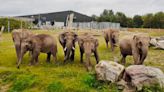 Blackpool Zoo collecting glittery female elephant poo to determine pregnancy