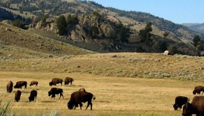 Qué pasó en Yellowstone y qué tan grave es