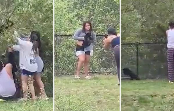 Viral video sparks outrage after onlookers rip bear cubs from tree for photos: 'Prompts people to reflect on the very real challenges that wildlife face every day'