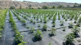 Washington legal pot farms get back to work after pesticide concerns halted operations