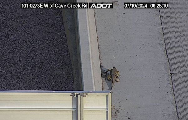 Monitor lizard escapes Arizona troopers during attempted freeway rescue