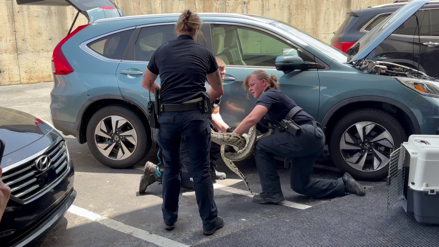 VIDEO: Huge snake pulled out from under car in Battleground Avenue parking lot in Greensboro