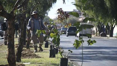 Emavra reforesta con árboles frutales y arbustivos la av. final Circunvalación