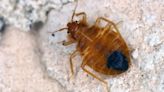 Bedbugs: What travelers need to know