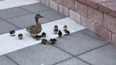 Mama duck and 11 babies rescued from Connecticut plaza