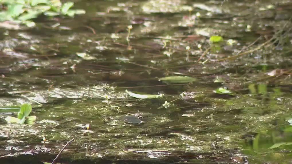 Sightings of potentially toxic algae ramp up in Lady Bird Lake