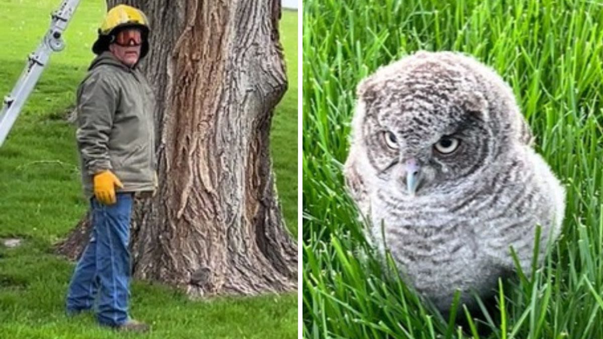 Valiant Warrior Dons Amor To Defend Him Against Assault… From Two Tiny Angry Owls