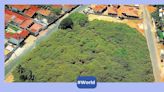 The world’s largest cashew tree is so big, it is a one-tree forest!