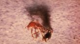 An infestation of 'aggressive' red fire ants hits Santa Barbara County