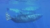 Scientists document remarkable sperm whale 'phonetic alphabet'