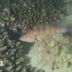 橙色石斑魚