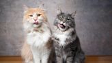 Maine Coon Kittens' 'Instant' Transitions to Full-Grown Cats Is Too Cute