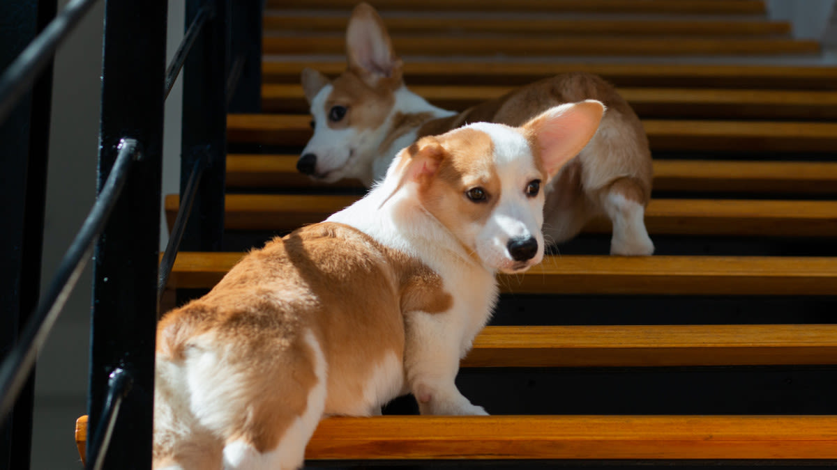 Double Amputee Rescue Mutt Teaches Disabled Dog Sibling How to Navigate Stairs
