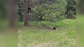 Fuzzy Black Blob Tangled In Fencing Turns Out To Be Wild Baby Animal In Need