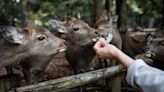 Japan may be sick of mass tourism. But the deer in this ancient UNESCO-listed city love it