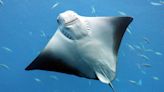 Kite Surfer in Australia Has Once-In-A-Lifetime Encounter With Stingray