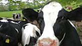 Tuberculosis vaccine may enable elimination of the disease in cattle by reducing its spread