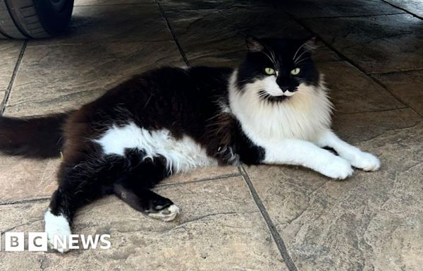 Cat 'returns from dead' four days after Thornaby cremation