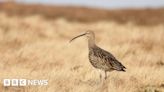 Yorkshire Wildlife Trust: Species being pushed to 'brink of collapse'