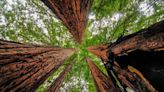 Big Basin Redwoods State Park launches free shuttle pilot program