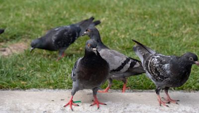 Why not to feed pigeons in your garden