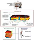 Cell membrane