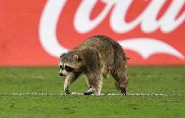 Raccoon, chased by staff with trash cans, storms pitch during soccer game