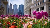 Who plants Chicago’s tulips?