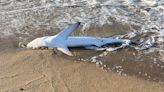 Muere un tiburón azul tras aparecer agonizando en la playa de El Masnou, Barcelona