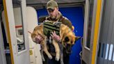 History-Making Service Dog Honored By Southwest On Final Flight