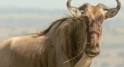 2. Wildebeest